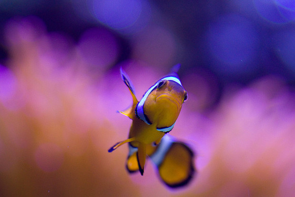 lb-aquarium-1549