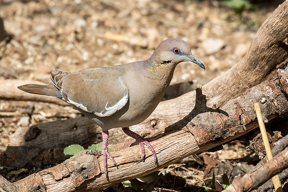 White-winged dove