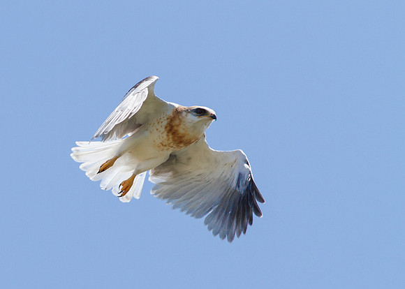 White-Tailed Kite  Juvenile