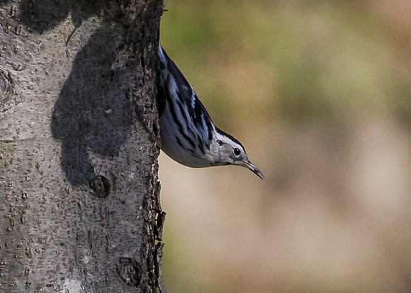 Black-and-white Warbler