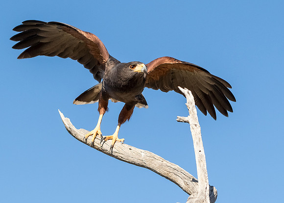 Harris's Hawk
