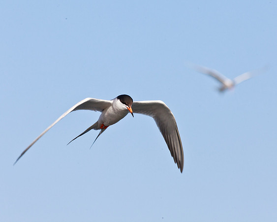 BolsaChica2011-1804