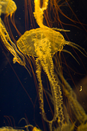 LB-aquarium-0368