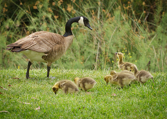 LN-regional-park-2012-3142