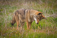 Coyote