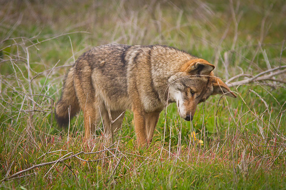 Coyote