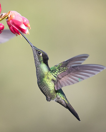 Talamanca hummingbird