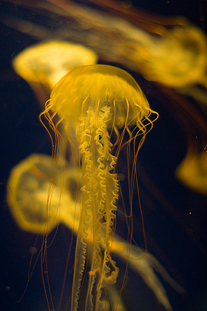 LB-aquarium-0359