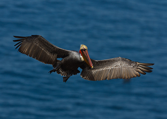 In for a landing....