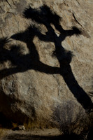 joshuatree09-2685