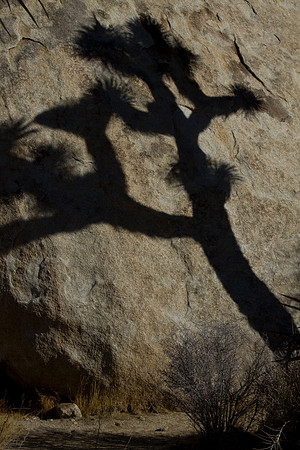 joshuatree09-2685