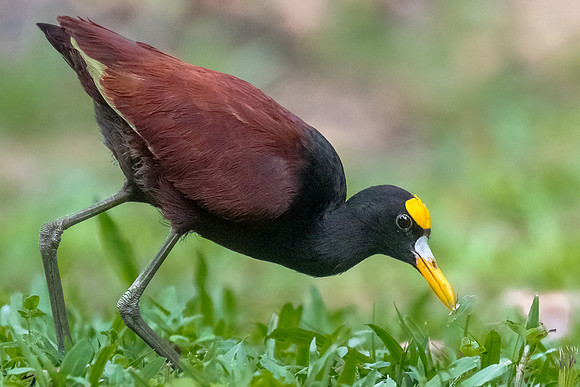 Northern Jacana