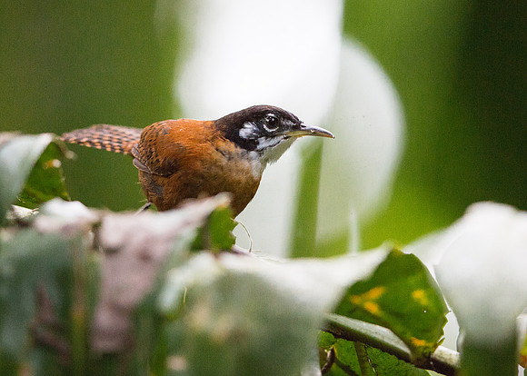 Bay Wren