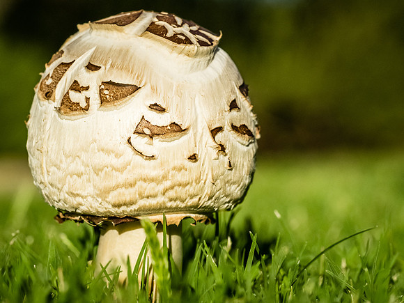 Deathcap Mushroom