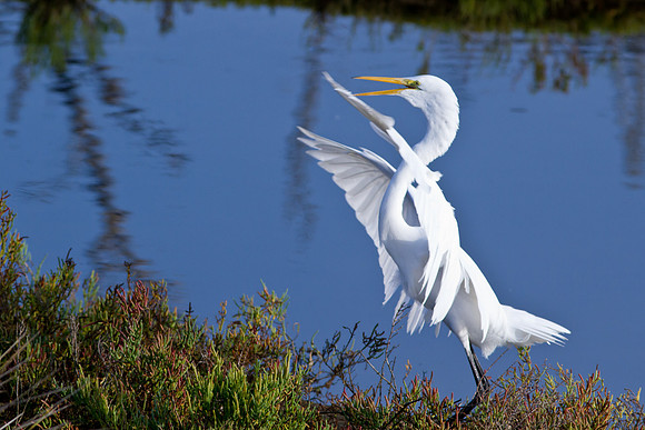 Flappin
