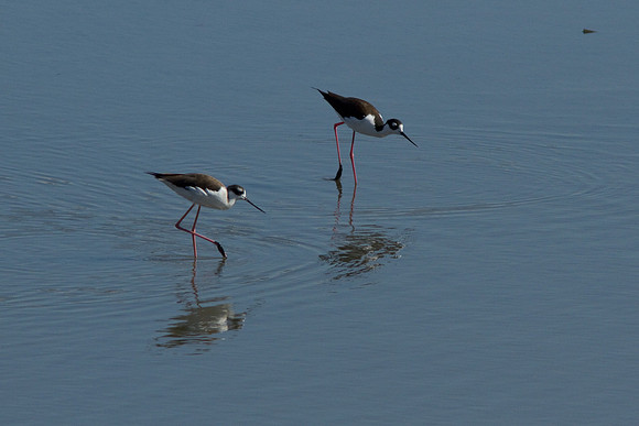 birds-irv-1024