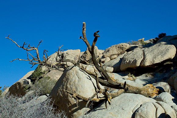 joshuatree09-2600