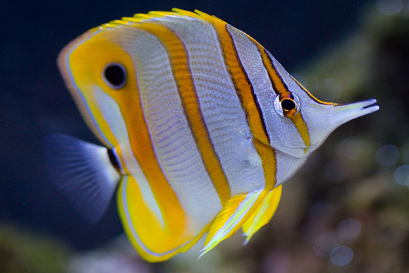 lb-aquarium-1450