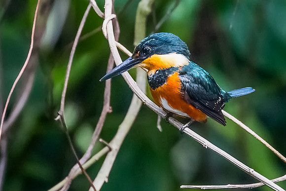 American pygmy kingfisher