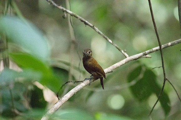 Smoky brown woodpecker