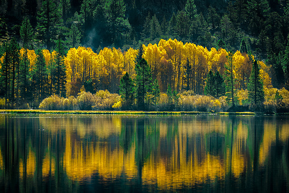 Pines and Aspens