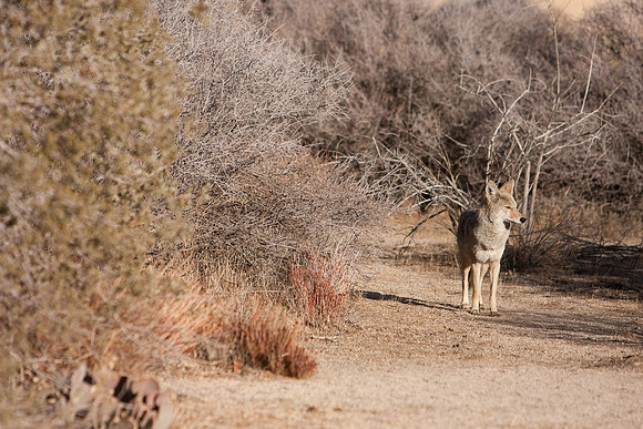joshuatree09-0489