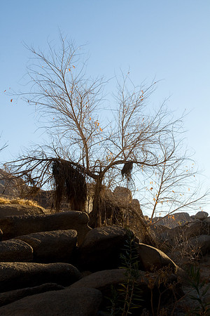 joshuatree09-2539