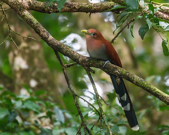 Squirrel Cuckoo