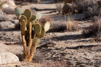 joshuatree09-0478