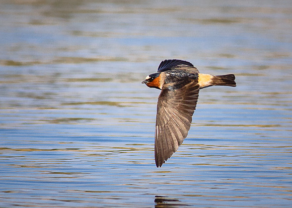 Sawllow flying low.....