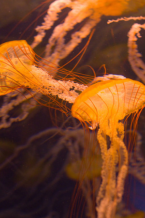LB-aquarium-0431
