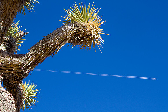 joshuatree09-2642